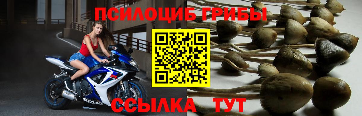 Апатиты  Галлюциногенные грибы Psilocybe  Псилоцибиновые грибы прущие грибы  Вход с VPN 